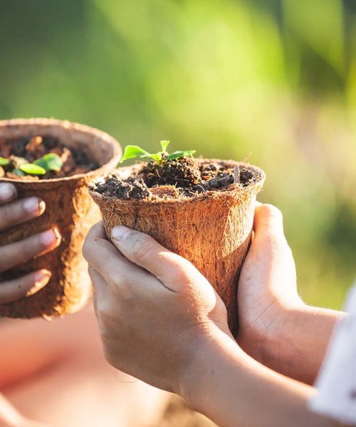 Two asian child girls holding young seedlings in recycle fiber pots together for planting in the garden